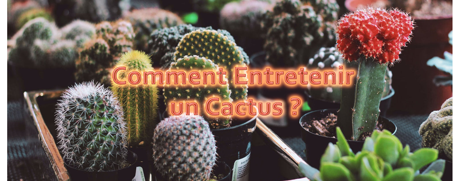 Comment entretenir son cactus ? - Marie Claire