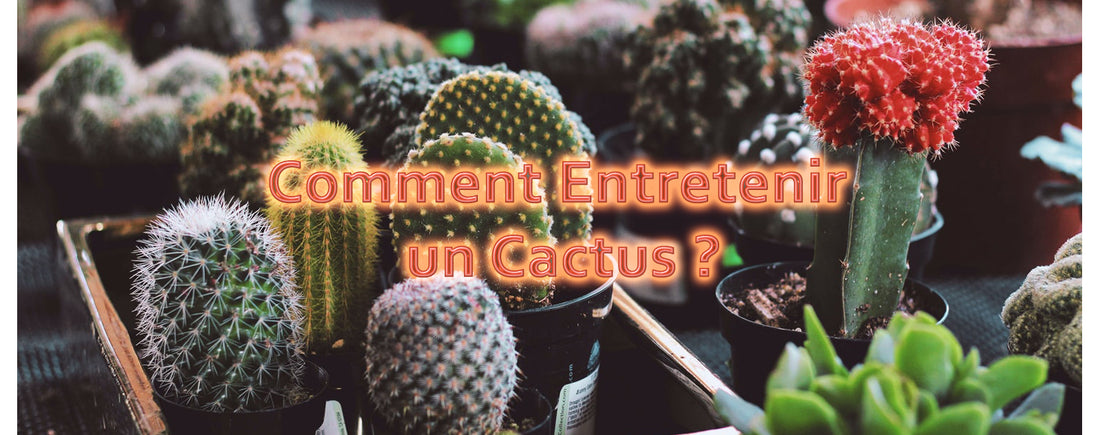 Entretenir un Cactus